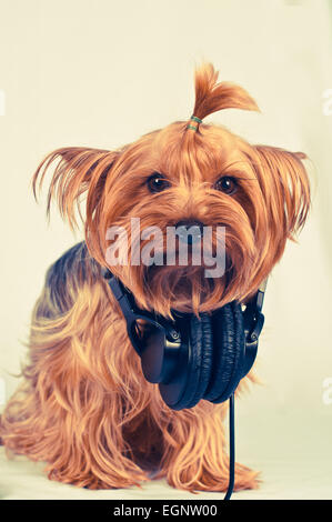 Cute yorkshire terrier dans les écouteurs portrait siège sur fond gris et looking at camera Banque D'Images