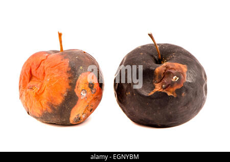 Deux pommes pourries fruits isolés sur le fond blanc Banque D'Images