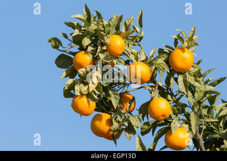Oranges mûres prêts à prendre sur l'orange tree Banque D'Images