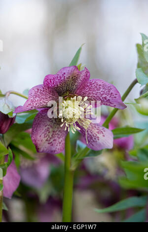 Helleborus orientalis. Helleborus . Lenten rose fleur Banque D'Images