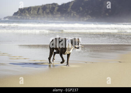 Chien qui court sur la plage, détail d'un animal ayant l'amusement dans l'eau de mer Banque D'Images