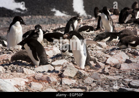 L'Antarctique, l'île Paulet, Adelie penguin colony voler Pierre de rival's nest Banque D'Images