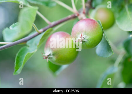 Apple, Malus domestica 'Fiesta'. Fermer la vue de deux petites pommes se formant sur brindille avec des feuilles. Banque D'Images