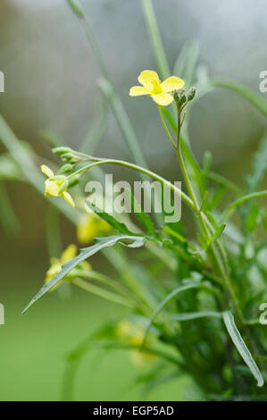 Fusée, Eruca vesicaria sativa. Fermer vue latérale des feuilles et fleurs jaunes. Banque D'Images