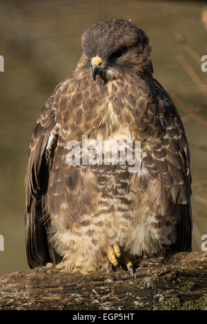 Buse variable sur la branche. Profil complet. Au printemps. Banque D'Images