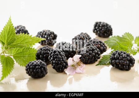 Blackberry, Rubus cultivar. Plusieurs baies organisées avec des fleurs et des feuilles sur fond de marbre blanc. Focus sélectif. Banque D'Images