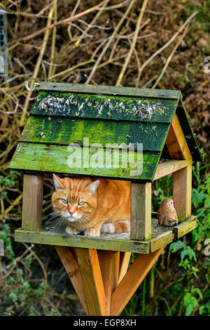 Le gingembre hot chat domestique assis sur la table dans le jardin. Photo ; George Sweeney / Alamy Banque D'Images