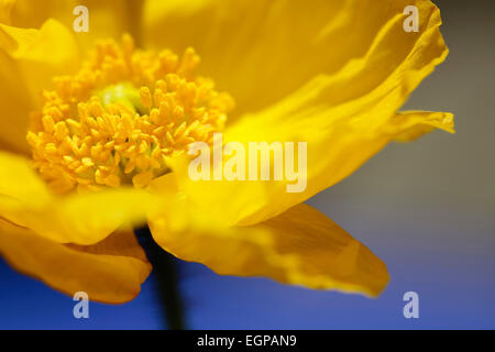 Coquelicot, Papaver nudicaule islandaise, fermer portrait de fleur jaune à jaune orangé sur fond de ciel bleu, Banque D'Images