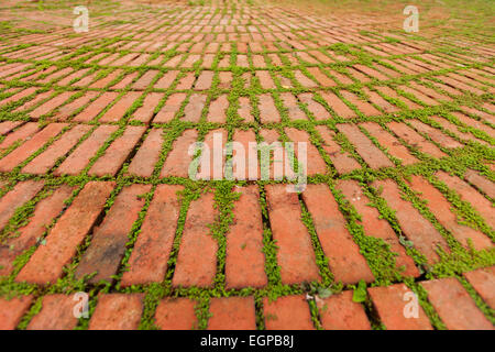 Les petites plantes vertes croissantes entre les bords des pavés individuels laissez un motif dramatique. Banque D'Images