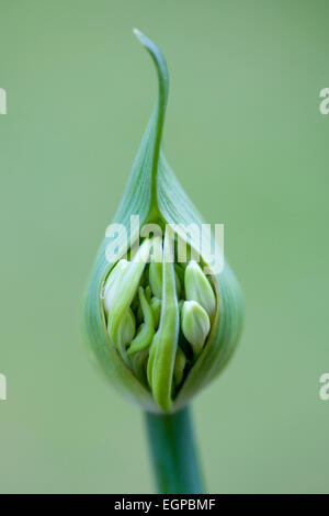 Agapanthus africanus, près vue avant de fleurs blanches émergeant de gaine, sur un fond vert. Banque D'Images