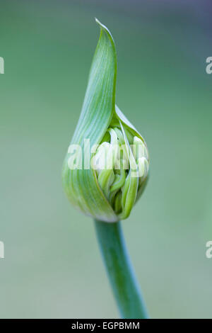 Agapanthus africanus, près vue latérale de fleurs blanches émergeant de gaine, sur un fond vert. Banque D'Images