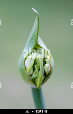 Agapanthus africanus, près vue avant de fleurs blanches émergeant de gaine, sur un fond vert. Banque D'Images
