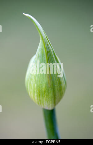Agapanthus africanus, fermer la vue de bouton floral, sur un fond vert. Banque D'Images