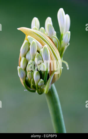 Agapanthus africanus, gros plan de fleur blanche sur le point d'émerger, contre un arrière-plan vert, Banque D'Images