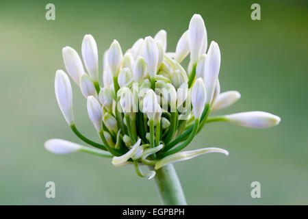 Agapanthus africanus, fermer la vue de fleurs blanches en ombelle émergentes une forme flowerhead, contre un arrière-plan vert, Banque D'Images