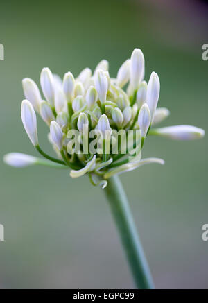 Agapanthus africanus, fermer la vue de fleurs blanches en ombelle émergentes une forme flowerhead, contre un arrière-plan vert, Banque D'Images