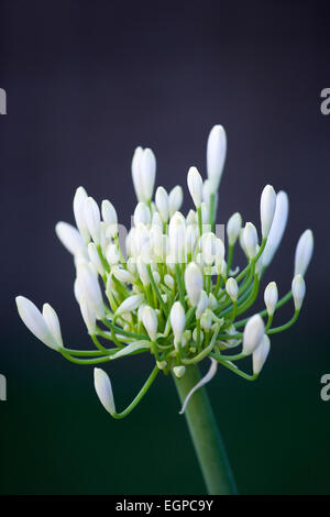 Agapanthus africanus, fermer la vue de fleurs blanches en ombelle émergentes une forme flowerhead, sur un fond sombre. Banque D'Images