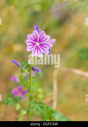 Mauve commune (Malva sylvestris) dans le champ de fleurs sauvages Banque D'Images