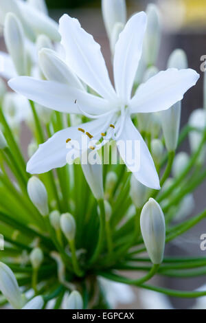 Agapanthus africanus, fermer la vue d'un des fleurs blanches qui sortent d'une ombelle flowerhead en forme. Banque D'Images