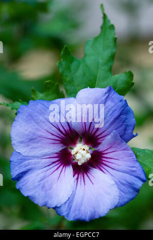 La mauve rose 'Blue Bird', Hibiscus syriacus 'Oiseau Bleu', une seule fleur bleu violet avec étamines blanches. Banque D'Images