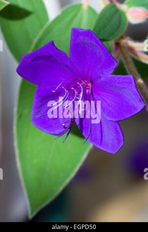 Tibouchina urvilleana gloire bush, fleurs de mauve, avec des étamines sur un arbuste. Banque D'Images