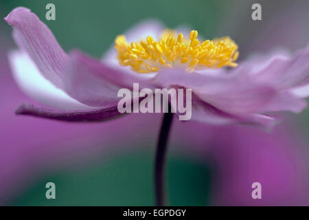 Anémone japonaise, Anemone x hybrida 'Serenade', très proche vue latérale d'une seule fleur, montrant jaune orangé entouré par des pétales de rose soft focus. Banque D'Images