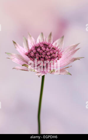 Masterwort Astrantia, Grand, Astrantia major 'Roma', vue latérale d'une fleur rose teinté de vert sur mince tige contre soft fond rose. Banque D'Images