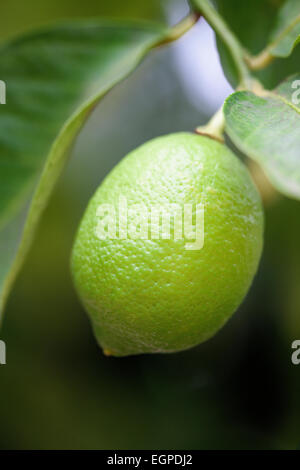 Citron, citron limon, des fruits qui poussent sur l'arbre. Banque D'Images