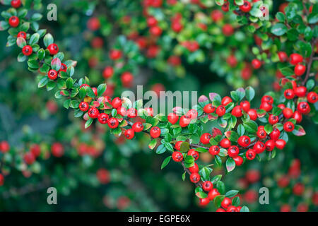 Cotoneaster Cotoneaster suecicus, x 'Coral Beauty', vue avant de rameau étroitement emballés avec beaucoup de petites feuilles vertes et les fruits rouges, reste de l'arbuste derrière in soft focus. Banque D'Images