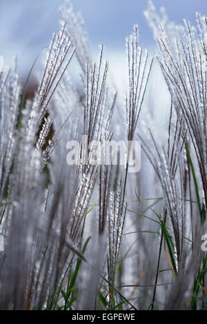 L'herbe, Eulalia, Miscanthus sinensis 'Kleine Silberspinne', faible vue avant de plusieurs panaches de plumes argentées de fleurs rétro-éclairée. Banque D'Images