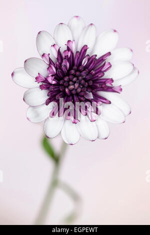 Daisy africains, Osteospermum Flower Power "double Berry White', vue de face de l'une fleur à pétales blancs avec la Bourgogne et le centre de l'amas de pétales de Bourgogne, à l'encontre de rose pâle. Banque D'Images