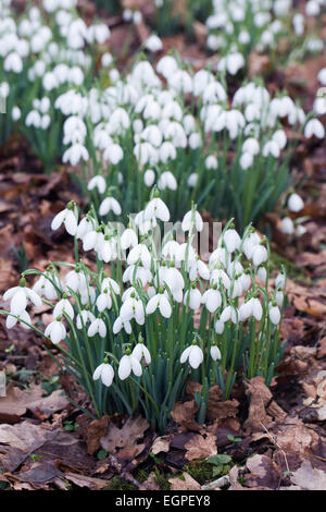 Galanthus S. Arnott. Snowdrop espèces poussant sur le bord d'un jardin boisé. Banque D'Images