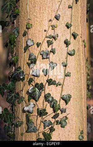 Hedera helix accroché à l'écorce d'un arbre. Banque D'Images