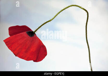 Domaine coquelicot, Papaver rhoeas, vue latérale d'une fleur rouge sur tige courbée velues, contre ciel bleu pâle. Banque D'Images