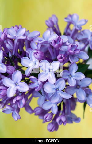 Lilas, Syringa vulgaris, fermer la vue d'une tête de floraison d'une masse de fleurs mauves, fond vert. Banque D'Images