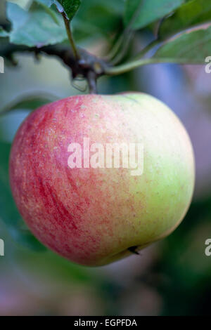 Apple, Malus domestica 'Worcester Pearmain", près vue latérale d'un vert de rouge avec apple, suspendu à une branche avec des feuilles. Banque D'Images