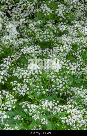 Cow parsley, Anthriscus sylvestris, vue du dessus des masses de fleurs blanches et de feuilles, Banque D'Images