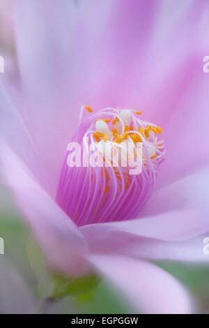 Cactus de Pâques Rose, Rhipsalidopsis rosea, fermer la vue de portrait de déploiement, à étamines jaune et blanc de la stigmatisation dans le centre de la fleur rose. Banque D'Images