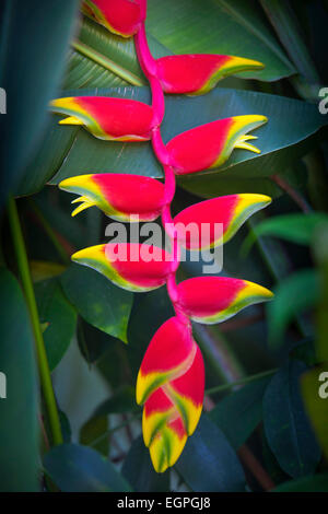 Heliconia Rostrata, souvent connu sous le nom de pince de homard, rouge vif pendula clawlike tipped de fleurs jaune et vert, entouré de feuilles vert brillant, photographié dans le sud du Vietnam. Banque D'Images