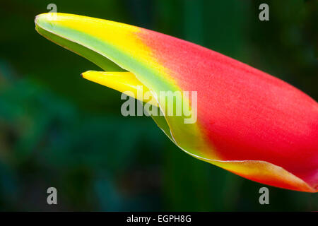 Heliconia Rostrata, souvent connu sous le nom de pince de homard, près de la vue des fleurs rouge vif clawlike avec embout jaune et vert, photographié dans le sud du Vietnam. Banque D'Images