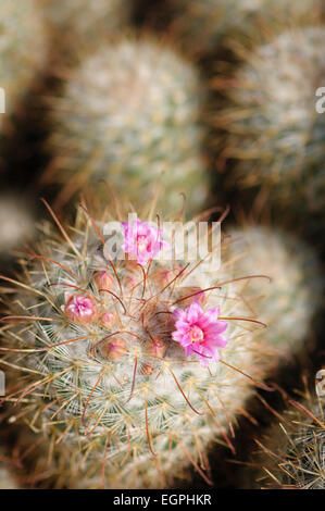 Mamillaire vivipare, Mammillaria bombycina, fermer haut vue montrant des fleurs roses émergeant d'une colonne vertébrale couverts tirer. Banque D'Images