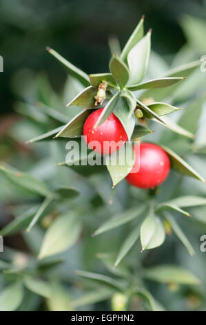 Butcher's broom, Ruscus aculeatus, deux baies entourées de feuilles a souligné. Banque D'Images