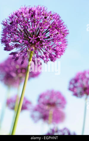 Allium hollandicum 'Purple Sensation' vue latérale d'une tête en forme de globe en pleine floraison avec d'autres derrière, sur fond de ciel bleu. Banque D'Images