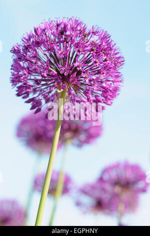 Allium hollandicum 'Purple Sensation' vue latérale d'une tête en forme de globe en pleine floraison avec d'autres derrière, sur fond de ciel bleu. Banque D'Images