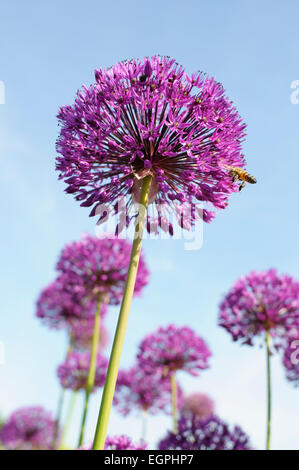 Allium hollandicum 'Purple Sensation' vue latérale d'une tête en forme de globe en pleine floraison avec d'autres derrière, sur fond de ciel bleu, Un hoverfly sur le bord de la fleur. Banque D'Images