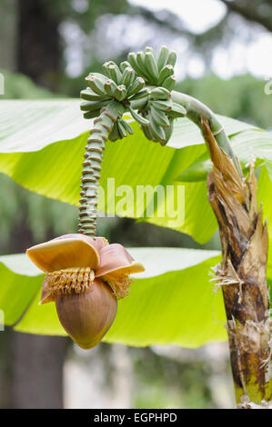 Banane japonais, Musa basjoo, vue latérale d'un brown flower pendant vers le bas au-dessous de grappes de bananes vertes et grandes feuilles derrière. Banque D'Images