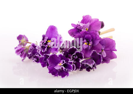 Fleur violette isolé sur fond blanc Banque D'Images