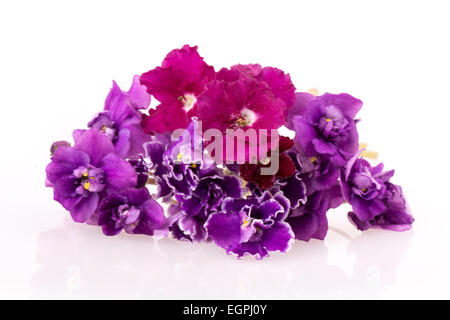 Fleur violette isolé sur fond blanc Banque D'Images