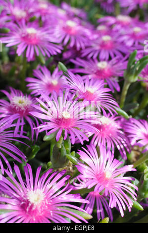 Usine de glace arrière, Delosperma cooperi, plusieurs fleurs roses vives avec étamines centrale inhabituelle. Banque D'Images