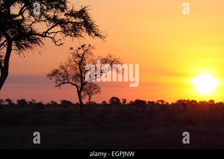 Coucher de soleil derrière l'arbre avec les gîtes du Parc National Kruger Pintade de l'Afrique du Sud Banque D'Images